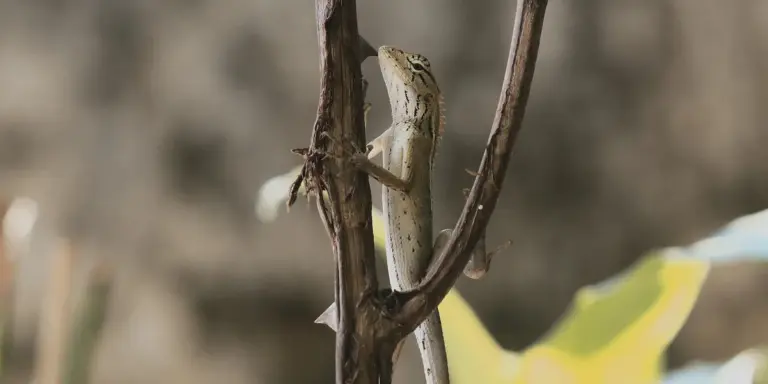 Leopard gecko clinging to a vertical branch with a relaxed posture inside its enclosure