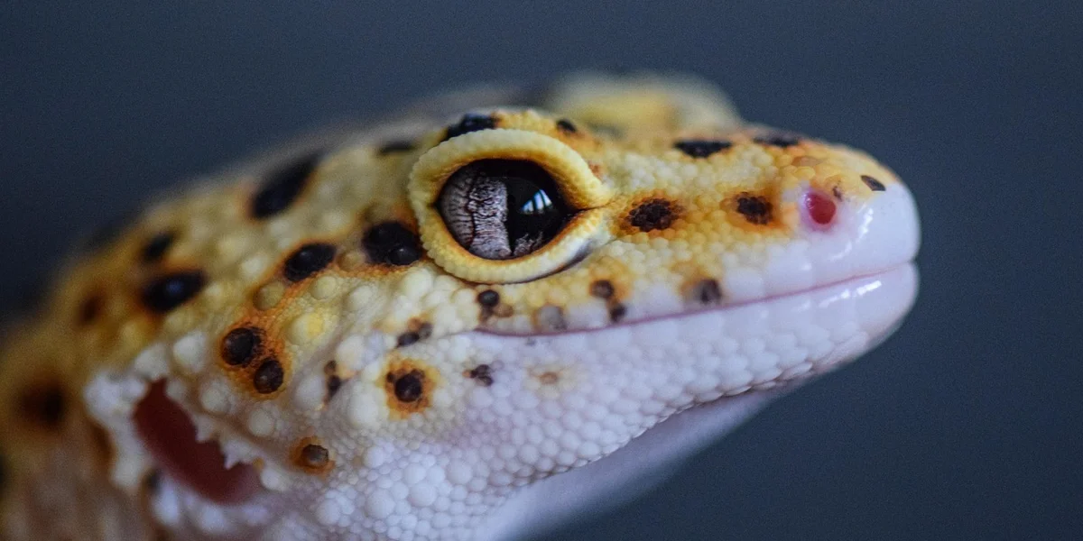 Close-up of a leopard gecko hatchling with yellow and brown spotted skin and a clear eye.