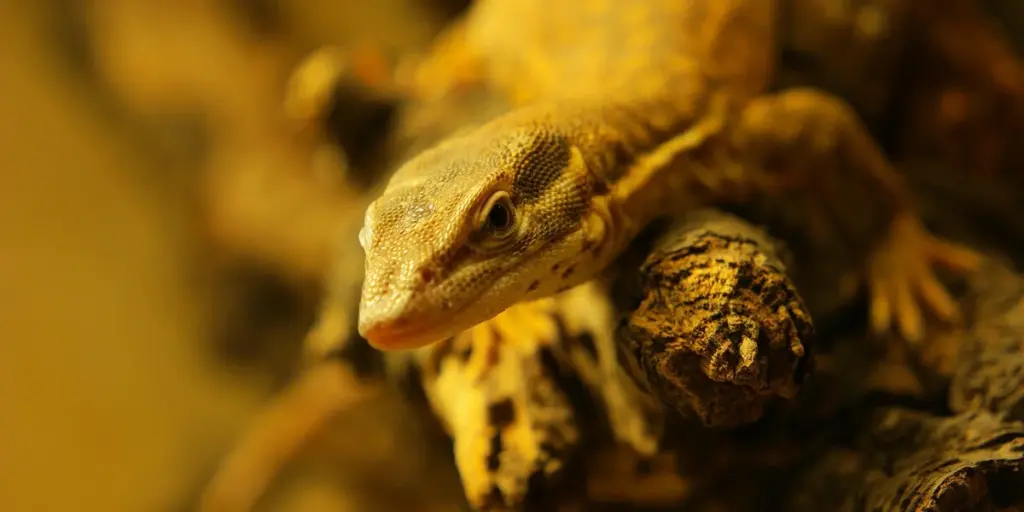 Leopard Gecko Hatchling Habitat: A Complete Setup Guide