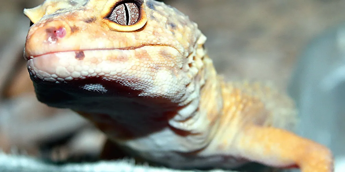 Close-up of a leopard gecko's head with orange and cream coloration, textured scales, and a bright, alert eye.