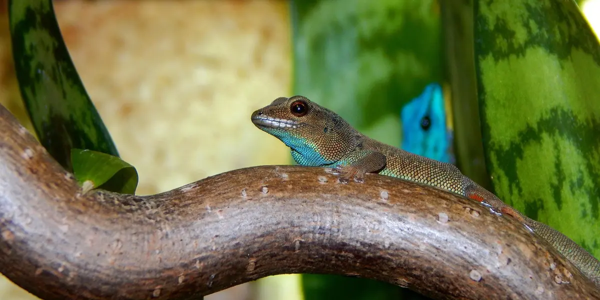Leopard gecko perched on a curved branch with green leaves and a colorful background.
