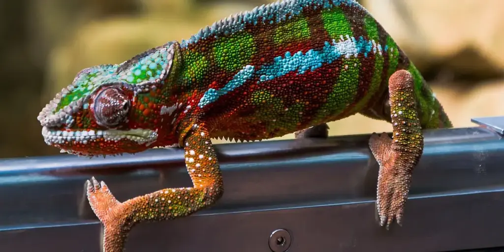 What is a Healthy Weight Range for Leopard Geckos?