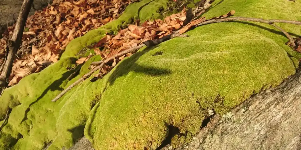 How to Create and Use Humid Hides for Leopard Geckos