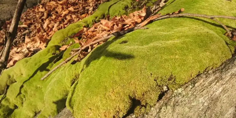Mossy rock outdoors with brown leaf litter