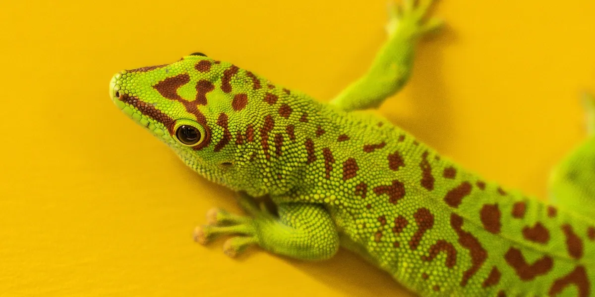 Close-up of a green leopard gecko with brown spots on a bright yellow background.