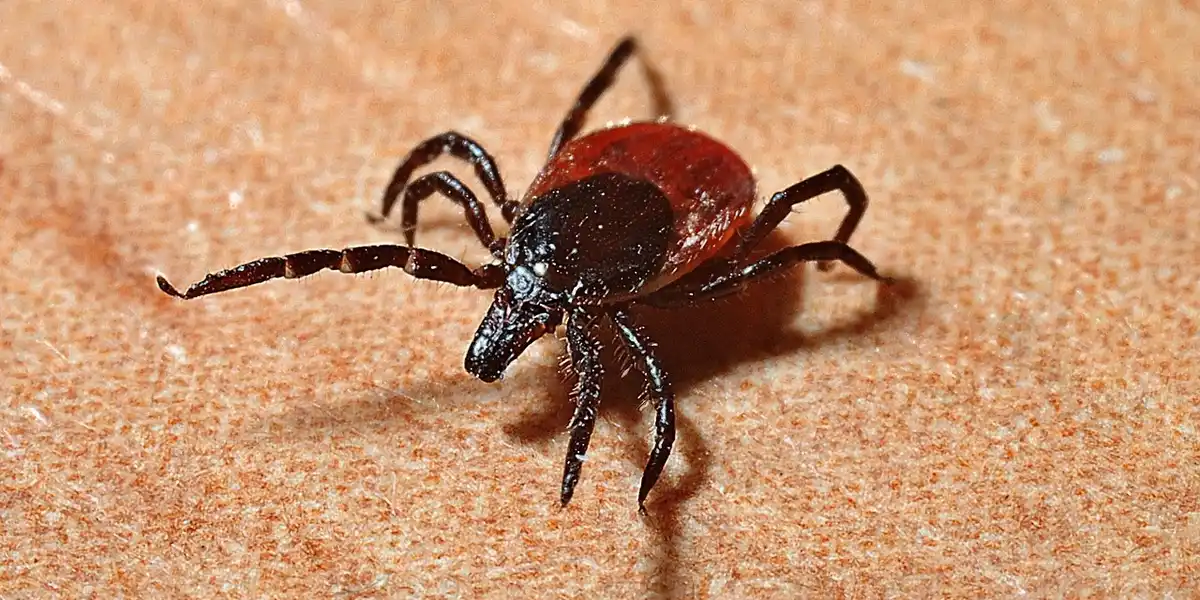Close-up of a reddish-brown mite with eight legs resting on a textured tan surface.