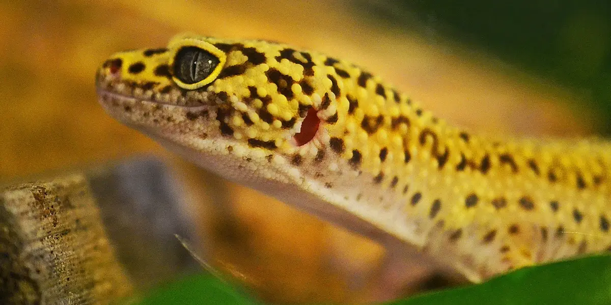 Close-up of a leopard gecko's head with yellow and black spotted markings.