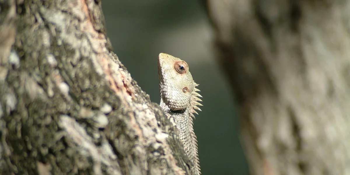 Close-up of a leopard gecko clinging to a tree trunk, showing its textured skin and visible claws on rough bark.