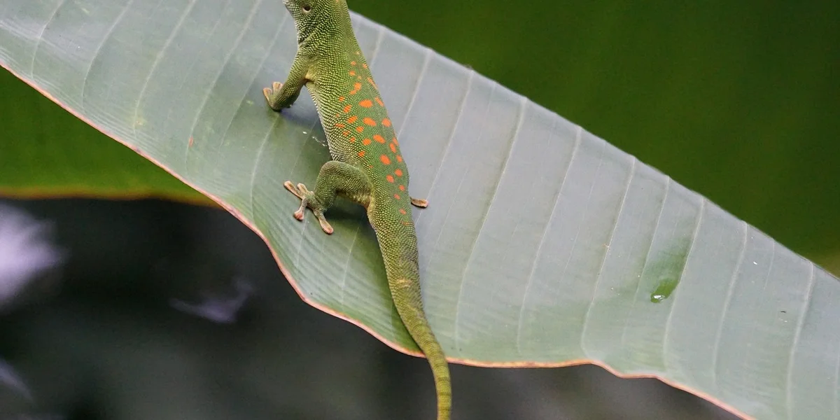 A green leopard gecko with orange spots perched on a broad green leaf, illustrating temperature management for leopard geckos.
