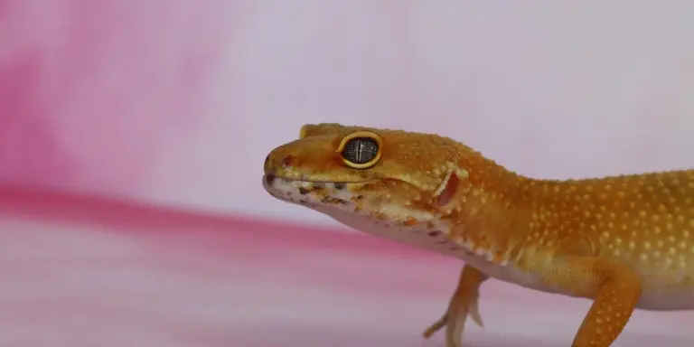 Close-up of an orange leopard gecko with a pink background.