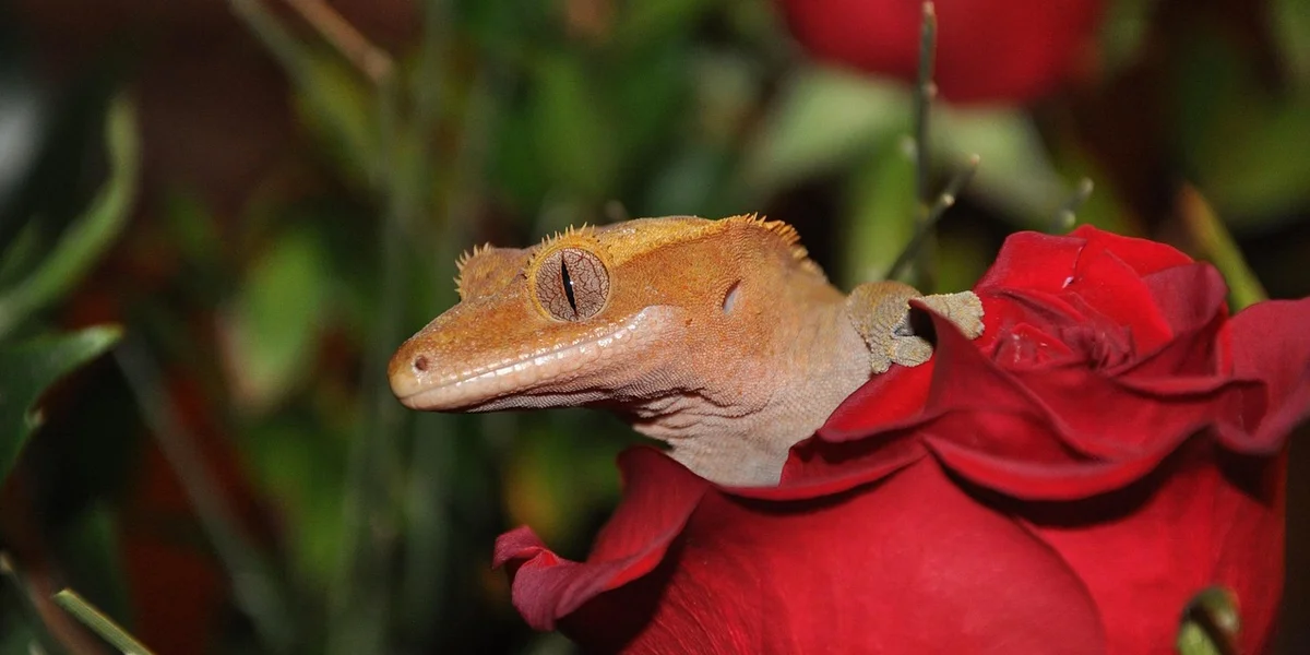 Close-up of a leopard gecko with tan-orange skin perched among red rose petals