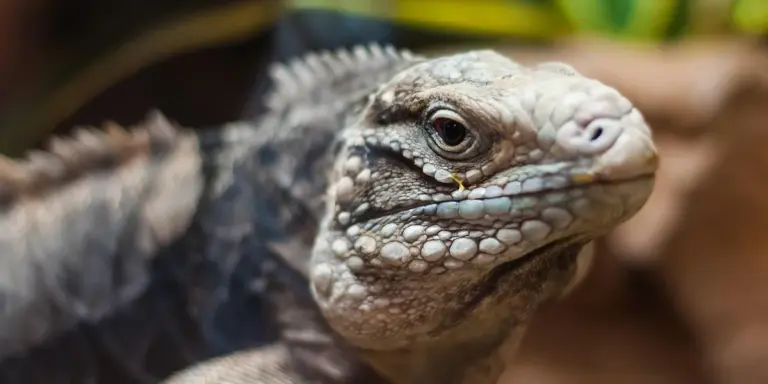 Close-up of a leopard gecko's head with textured scales and a watchful eye.