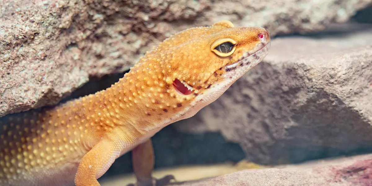 Close-up of an orange leopard gecko perched among rocks.