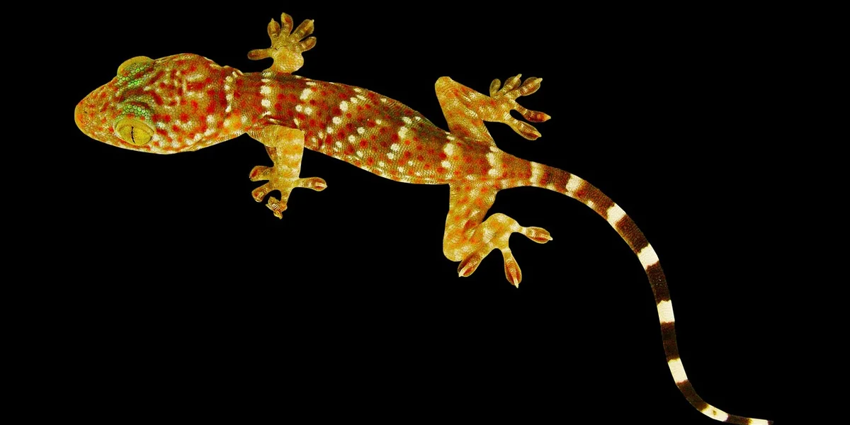 Leopard gecko with orange and yellow markings on a solid black background, showing its curled tail.