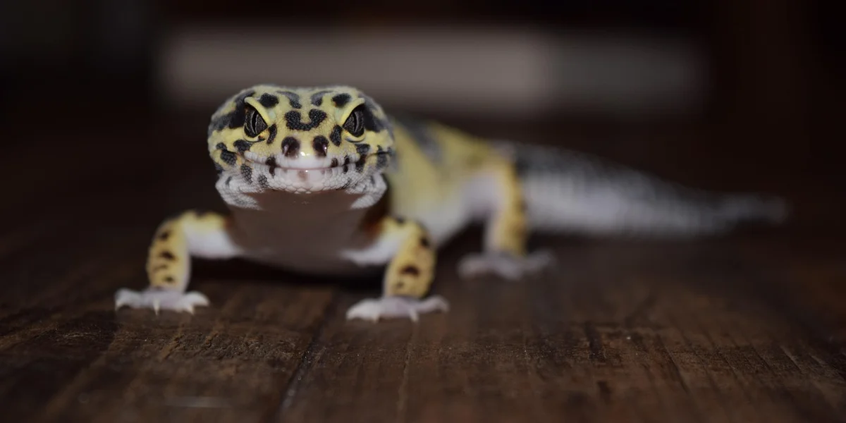 Close-up of a leopard gecko on a dark wooden surface, facing the camera.