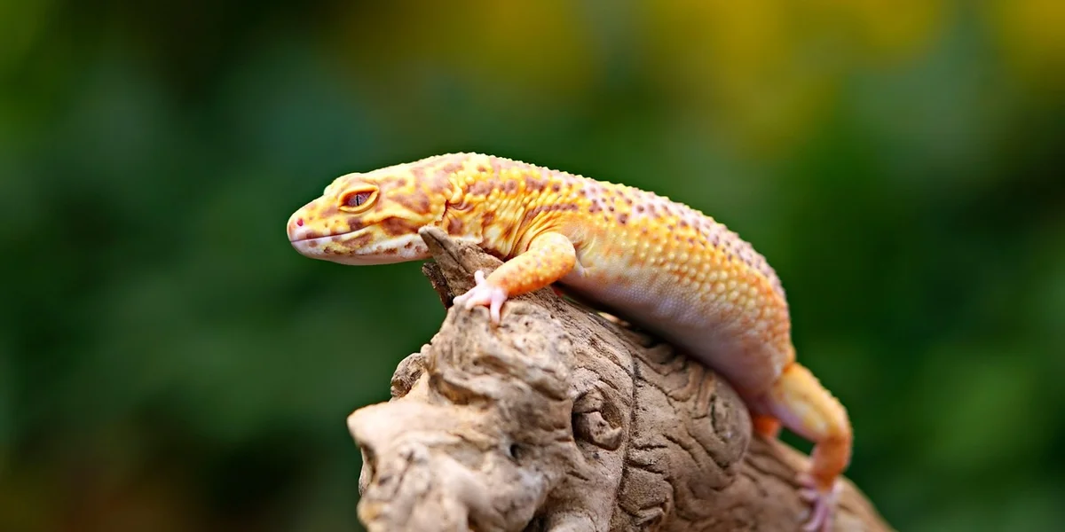 Close-up of a leopard gecko perched on a textured rock with a blurred green background