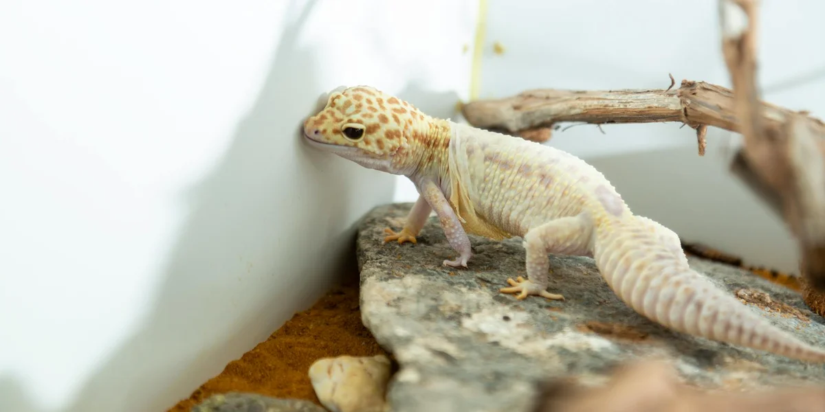 Leopard gecko walking on a rock inside a terrarium