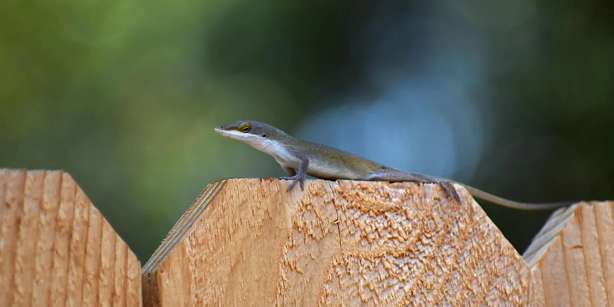 A small gecko perched on a wooden barrier with a blurred green background.