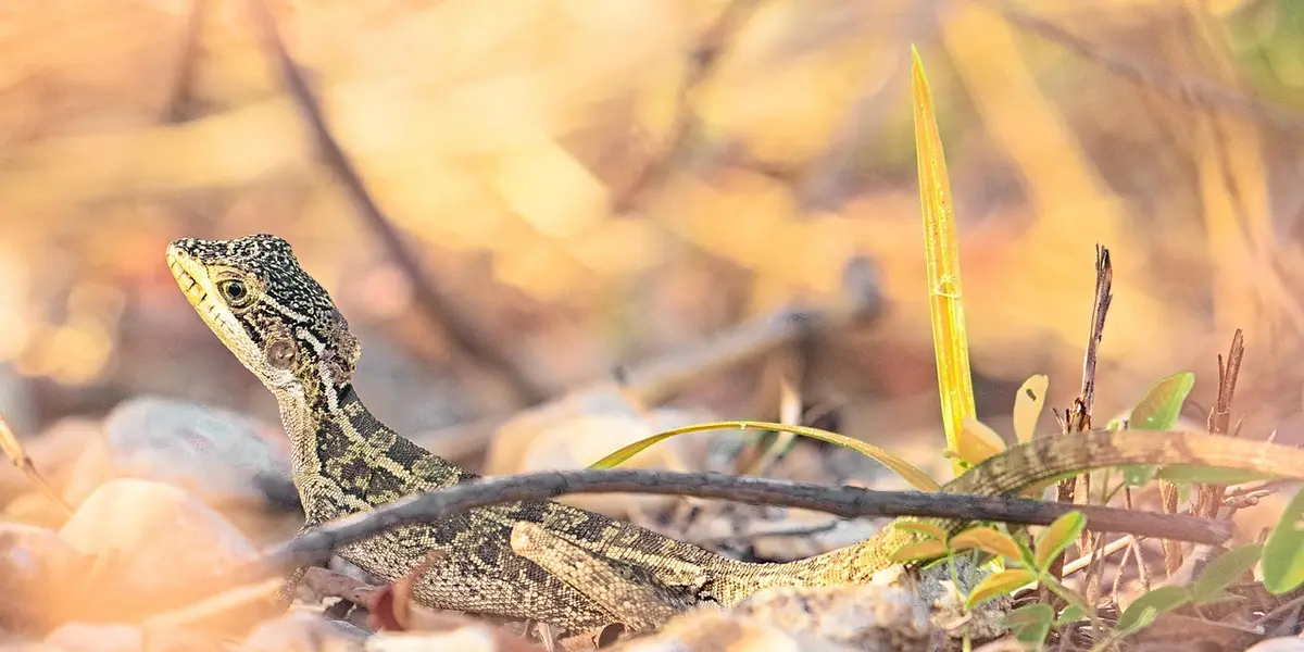 Leopard gecko with intricate patterns resting on a dry, rocky ground with yellow-brown vegetation in a sunlit scene.