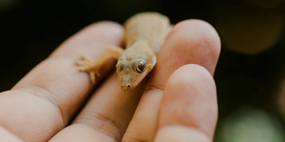 Close-up of a leopard gecko held in a person's hand with its mouth open as if yawning.