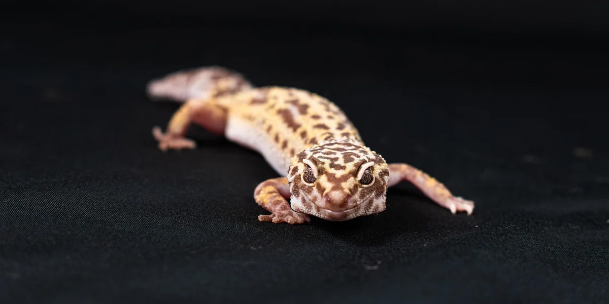 Close-up of a leopard gecko on a dark background, facing the camera.