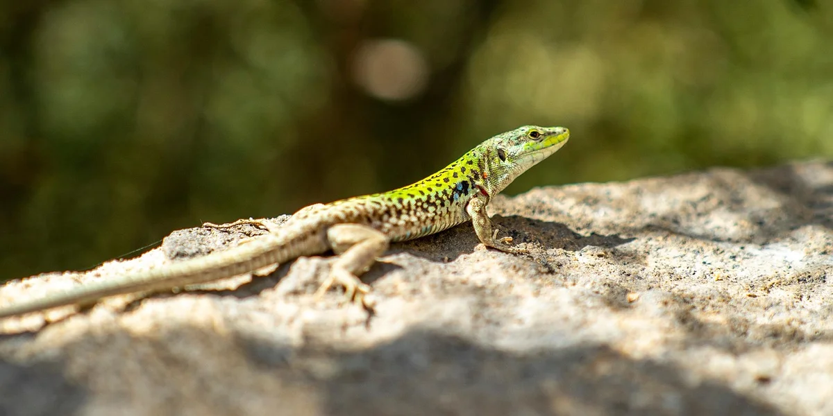 Gecko with yellow-green markings perched on a sunlit rock, illustrating jump and fall-risk considerations.