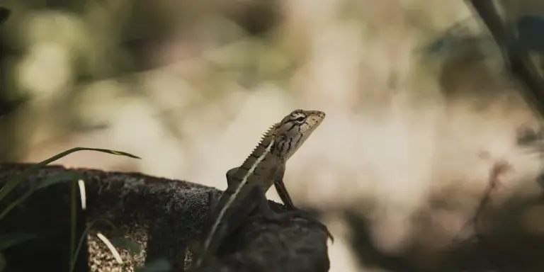 Leopard gecko perched on a rock in a shaded outdoor environment