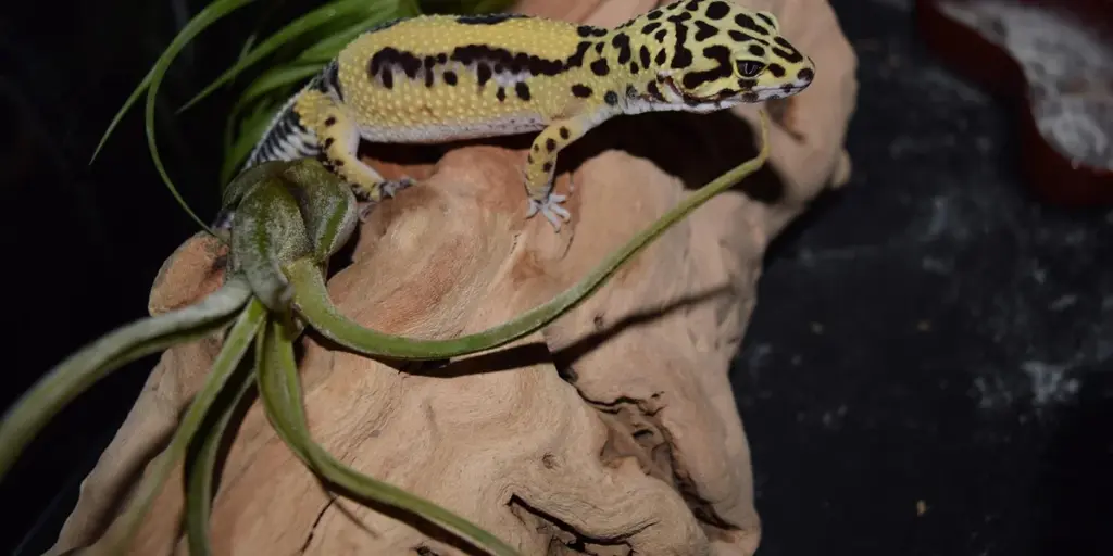 Why Do Geckos Bite or Eat Each Other During Breeding?