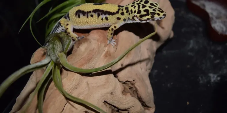 Leopard gecko perched on a light brown rock with a few green plant stems nearby.
