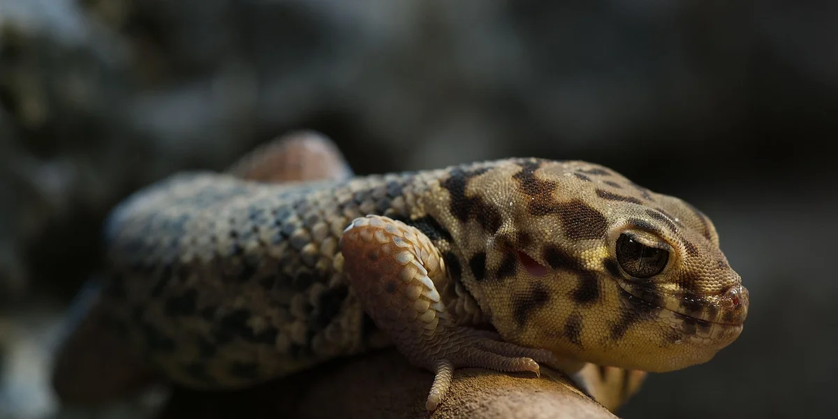 Close-up of a leopard gecko (Eublepharis macularius) with yellow and brown markings resting on a dark background.