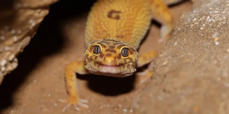 Close-up of a leopard gecko's head peering from a sandy burrow.