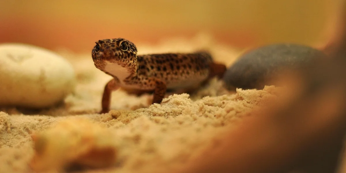 Leopard gecko standing on sandy substrate inside a terrarium with rocks nearby.