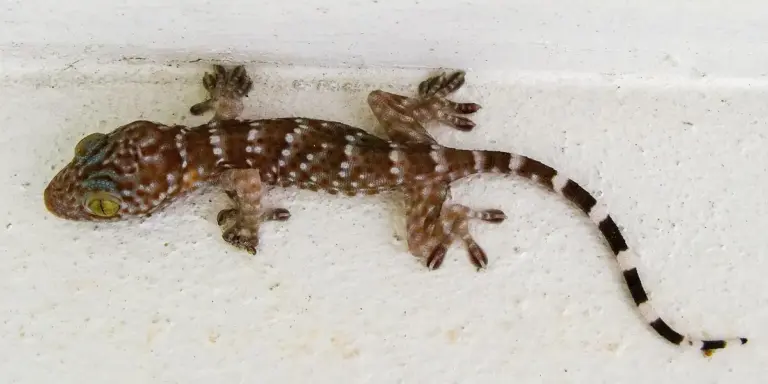 Leopard gecko with brown and white banding lying on a light surface.