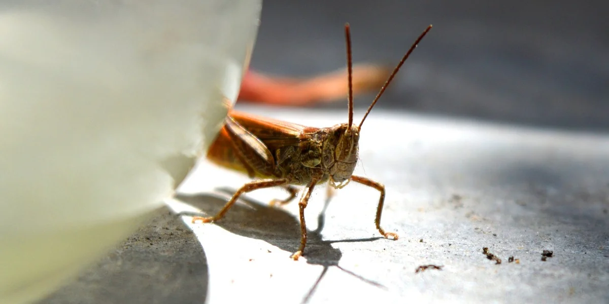 Close-up of a small cricket on a flat surface next to a white container, illustrating prey size for leopard geckos