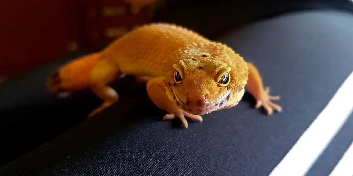Close-up of an orange leopard gecko on a dark surface, looking toward the camera.