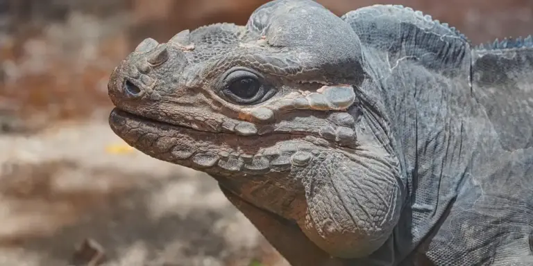 Close-up of a reptile's head with rough, textured scales.