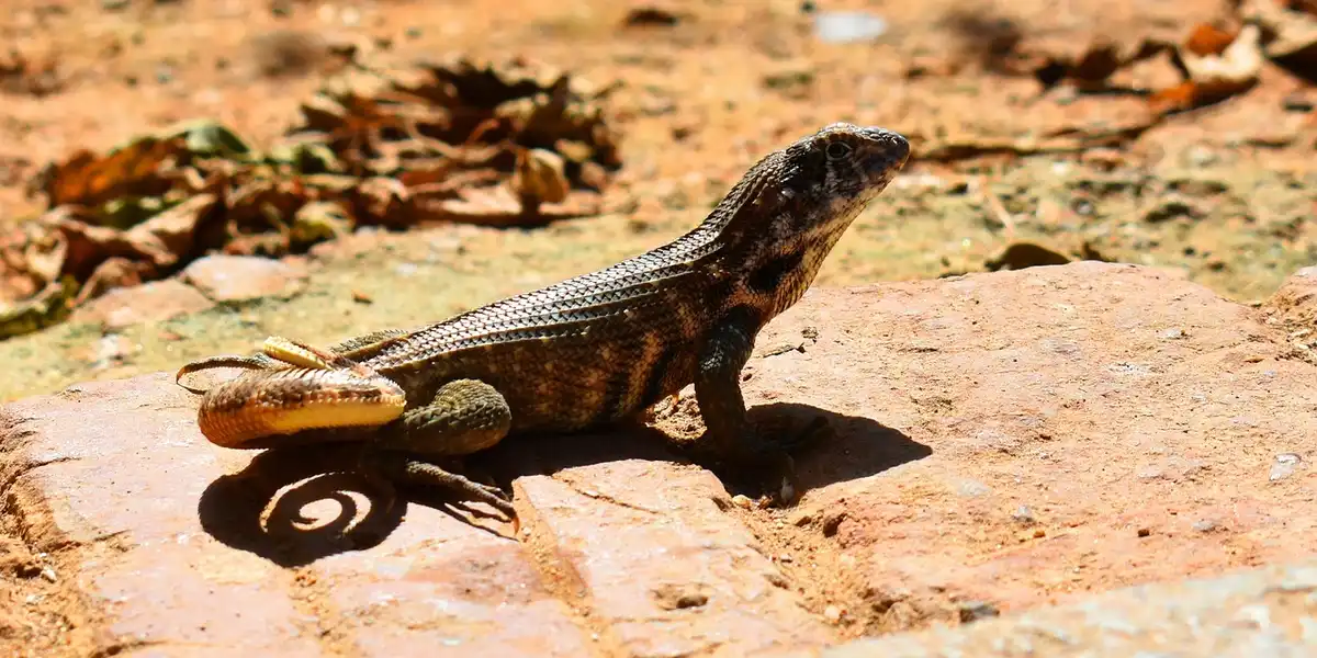 A lizard basking on a sunlit rock surface