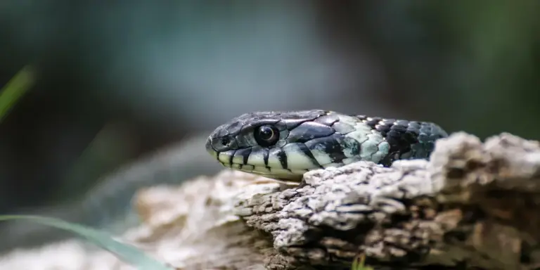 Close-up image of a lizard's head resting on a textured rock with a blurred green background