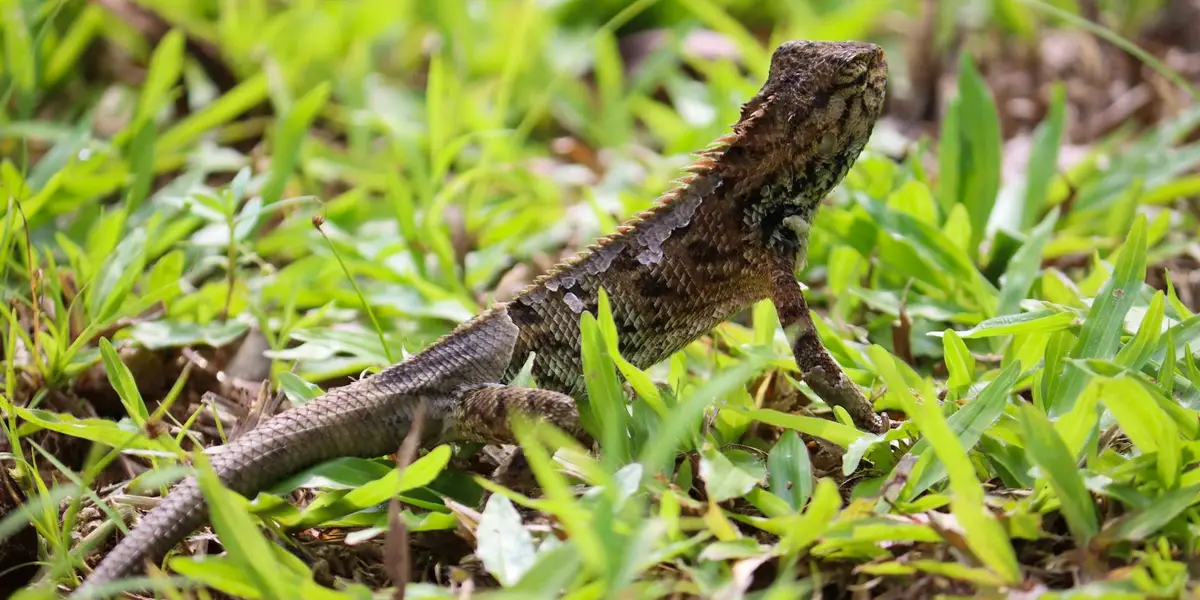 Brown lizard on green grass with partial shed, illustrating dysecdysis.