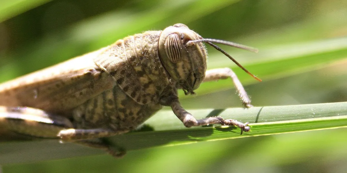 Close-up of a mantis perched on a blade of grass