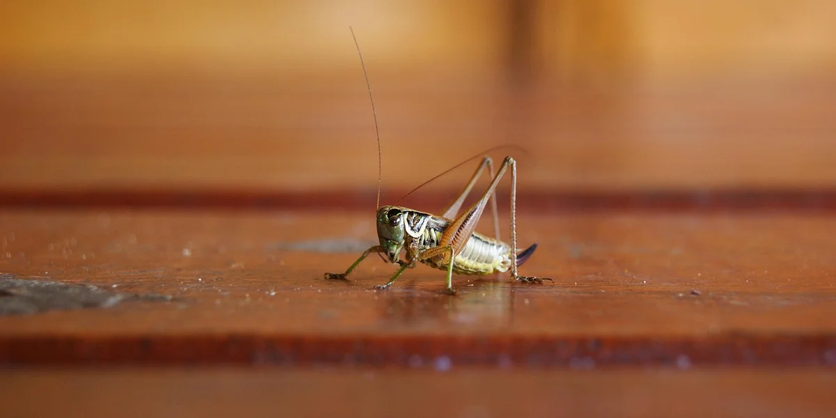 Close-up of a praying mantis on a wooden surface, illustrating feeder insects for geckos.