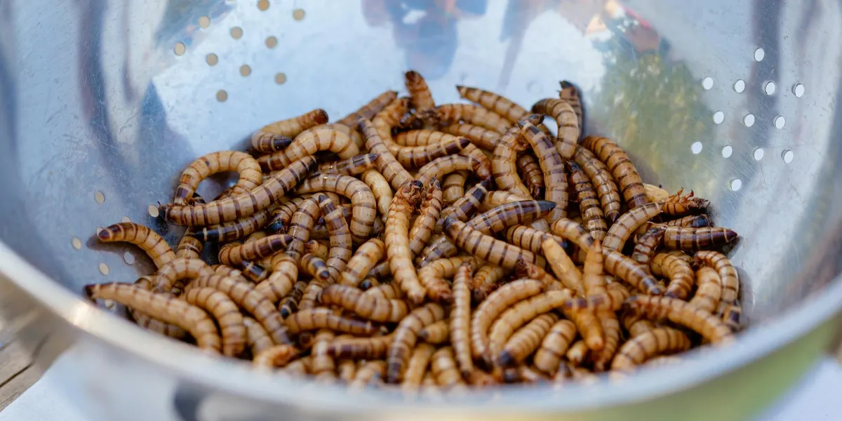 Close-up view of a container filled with numerous mealworms, highlighting the practical challenges of raising mealworms at home.