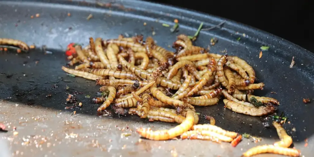 Raising Your Own Mealworm Farm: The Honest Guide