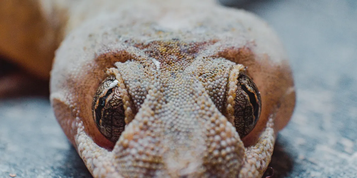 Close-up of a Mediterranean house gecko's head, showing textured scales and large, dark eyes