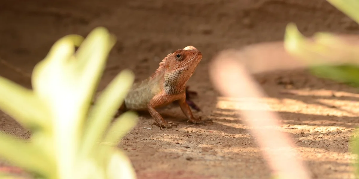 Small brown gecko on a sandy surface with blurred green leaves in the foreground