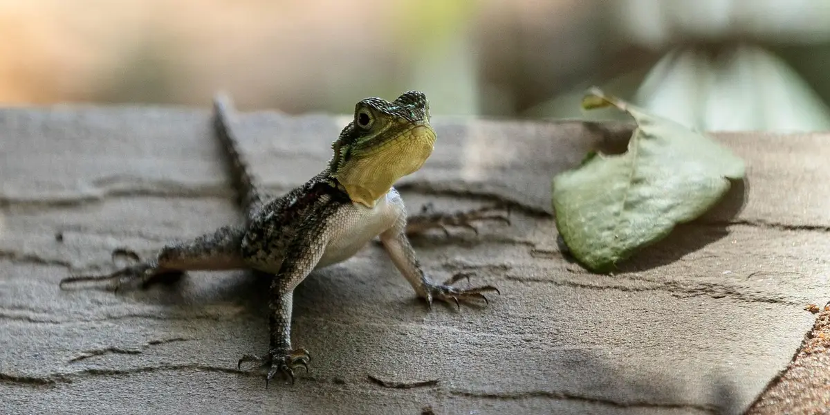 A small mourning gecko perched on a wooden surface with a leaf in the background.