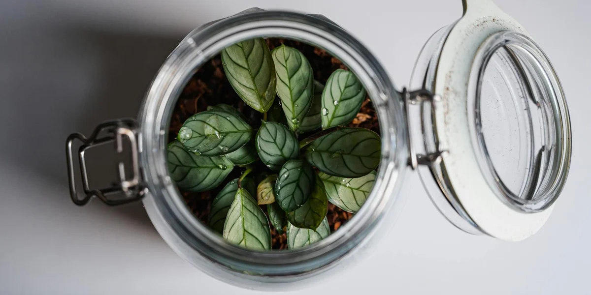 Open glass jar-like enclosure with a metal latch on the side and its lid swung open, revealing green leaves inside.