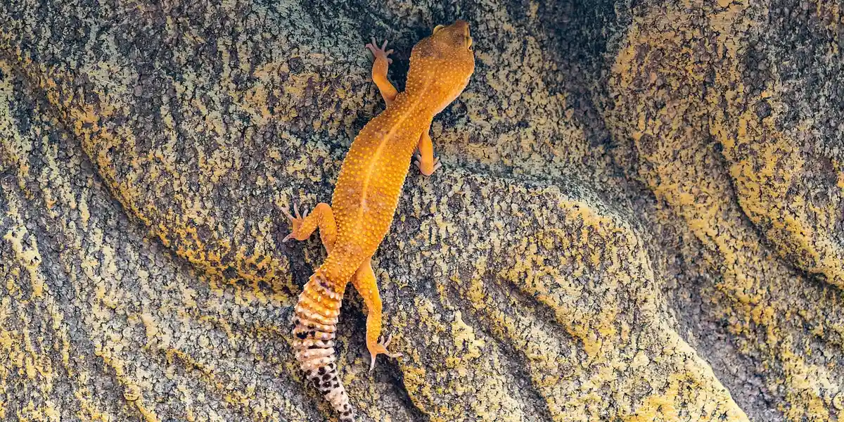 An orange gecko perched on a textured rock surface outdoors.