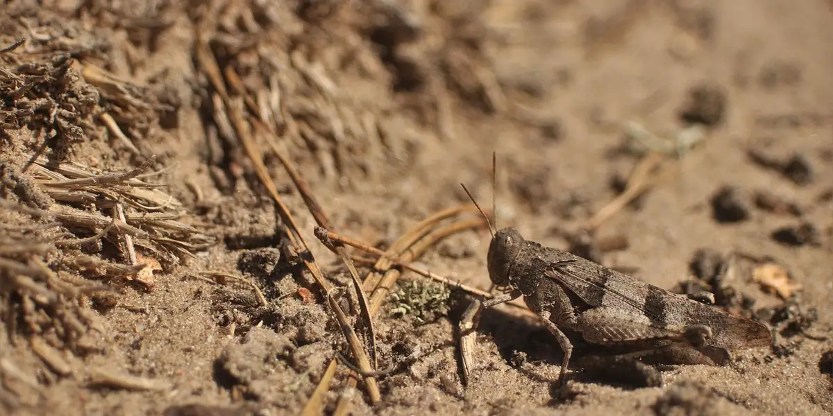 Small brown gecko on sandy soil with twigs and debris, camouflaged against the ground.