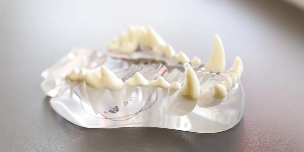 Dental mold displaying reptile teeth on a display base.